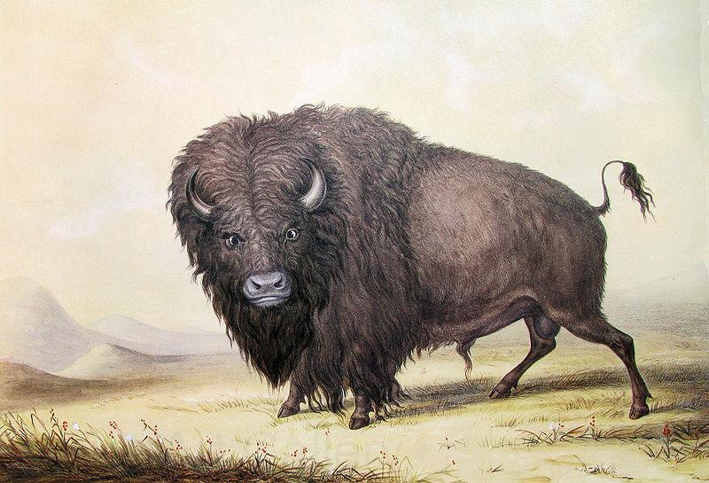 unknow artist George Catlin Bull Buffalo Germany oil painting art